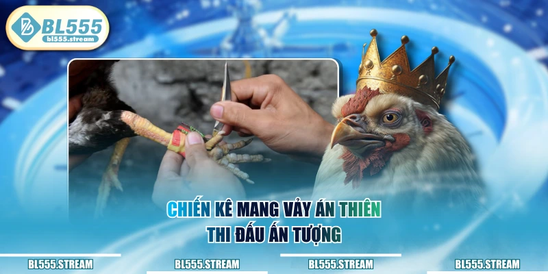 Chiến kê mang vảy án thiên thi đấu ấn tượng