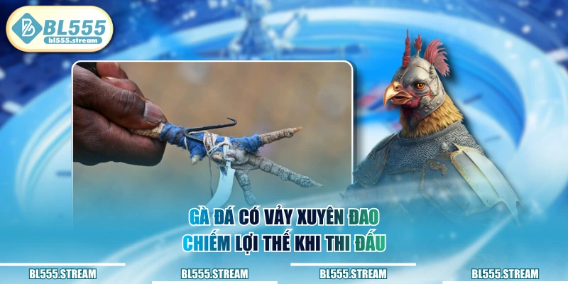 Gà đá có vảy xuyên đao chiếm lợi thế khi thi đấu