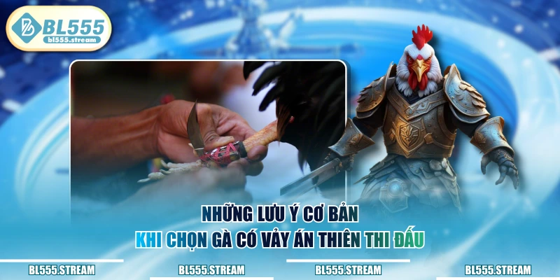 Những lưu ý cơ bản khi chọn gà có vảy án thiên thi đấu