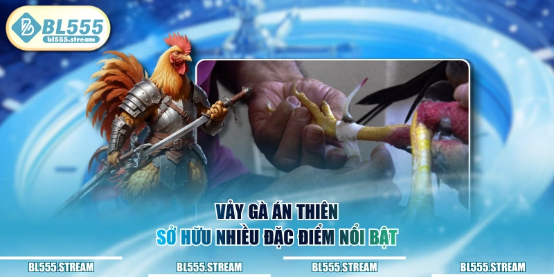 Vảy gà án thiên sở hữu nhiều đặc điểm nổi bật